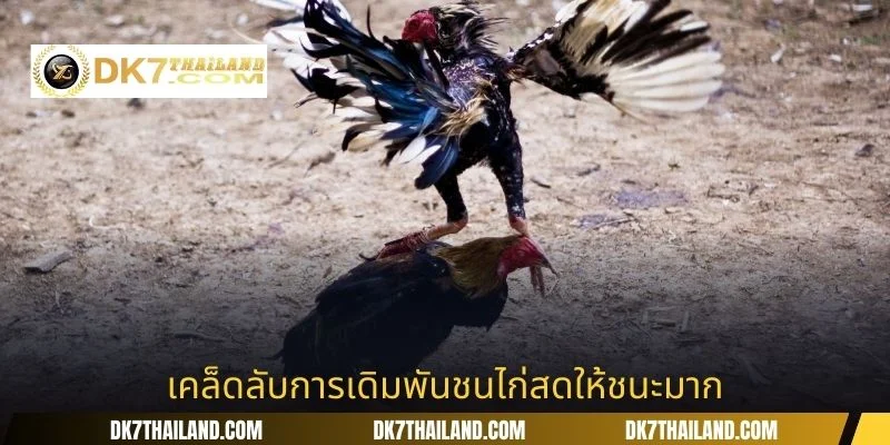 เคล็ดลับการเดิมพันชนไก่สดให้ชนะมาก
